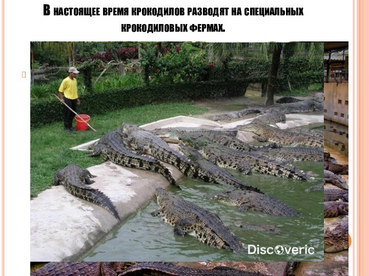 В настоящее время крокодилов разводят на специальных крокодиловых фермах..