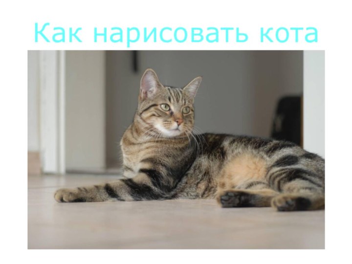 Как нарисовать кота