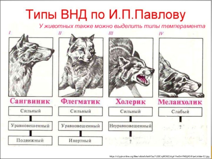 https://cf.ppt-online.org/files/slide/b/bxlATaz7U2ICrpRO9ZJdg41heSmYNQjX0iFqwL/slide-52.jpgУ животных также можно выделить типы темперамента