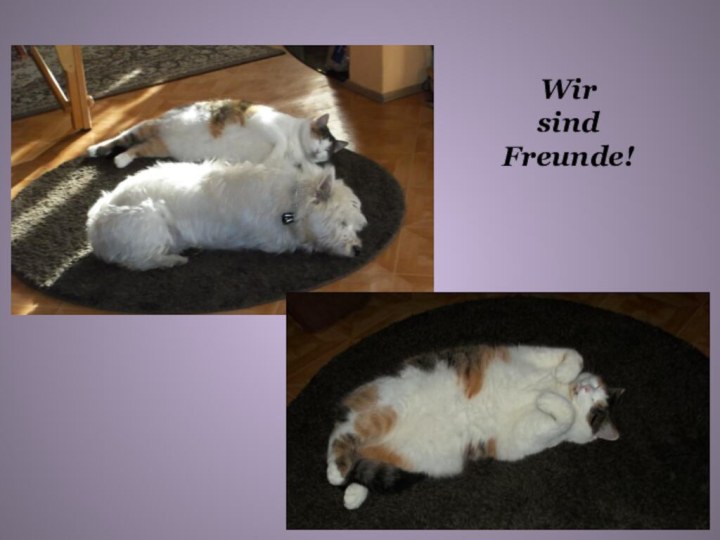 Wir sind Freunde!