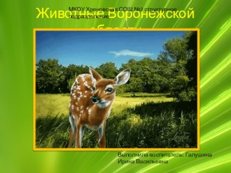 Презентация по ознакомлению с миром природы Животные Воронежской области
