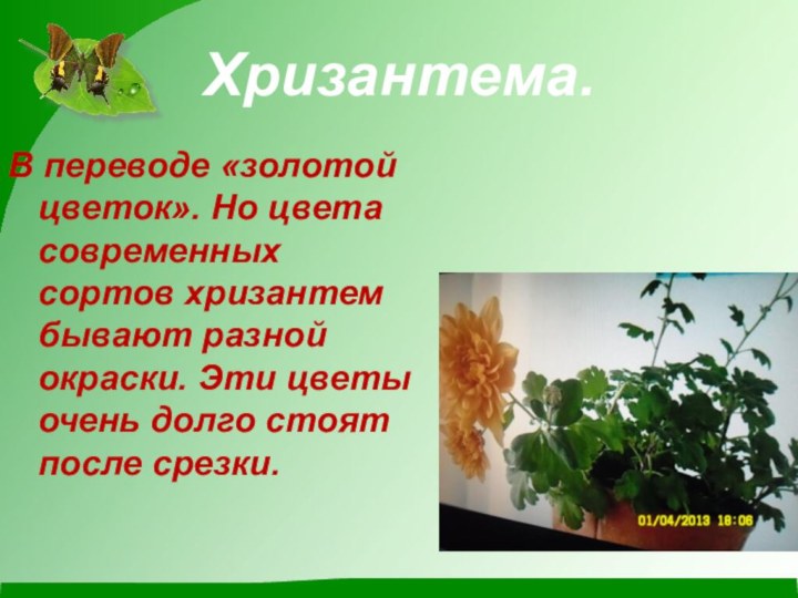 Хризантема.В переводе «золотой цветок». Но цвета современных сортов хризантем бывают разной окраски.