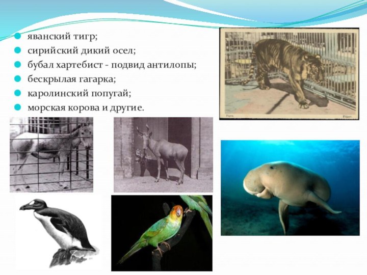 яванский тигр;сирийский дикий осел;бубал хартебист - подвид антилопы;бескрылая гагарка;каролинский попугай;морская корова и другие.