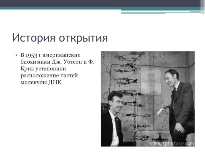 История открытия В 1953 г американские биохимики Дж. Уотсон и Ф.Крик установили расположение частей молекулы ДНК