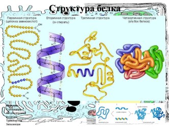 Раздаточный материал по теме: Химия клетки