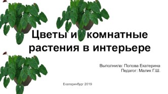 Цветы и комнатные растения в интерере