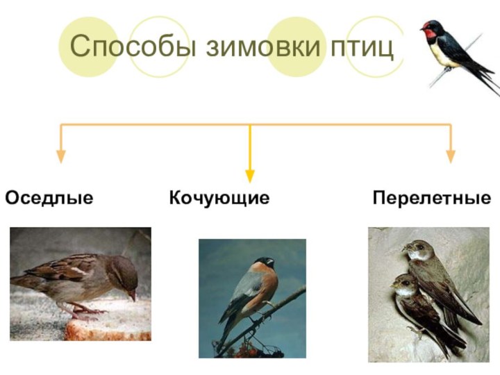 Способы зимовки птицОседлые       Кочующие