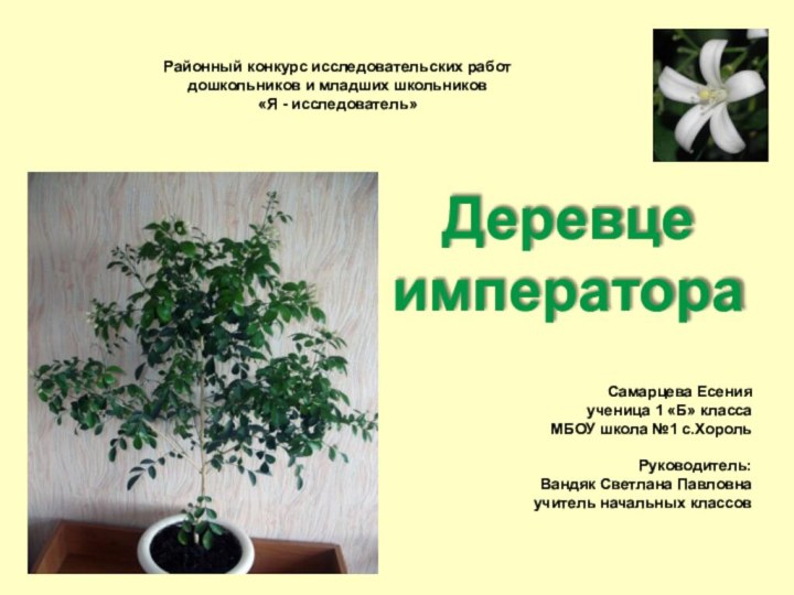 Деревце императораСамарцева Есенияученица 1 «Б» классаМБОУ школа №1 с.ХорольРуководитель:Вандяк Светлана Павловнаучитель начальных