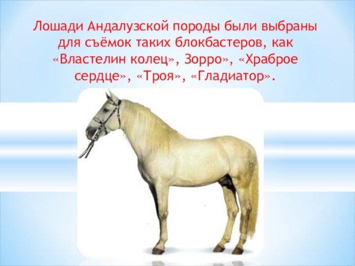 Лошади Андалузской породы были выбраны для съёмок таких блокбастеров, как «Властелин колец», Зорро», «Храброе сердце», «Троя», «Гладиатор».