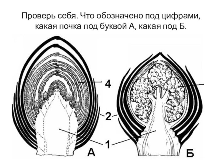 Проверь себя. Что обозначено под цифрами,какая почка под буквой А, какая под Б.