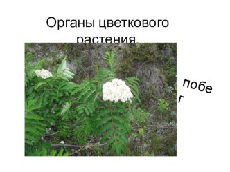 Презентация к уроку биологии. Побег.Стебель.Почка 6 класс