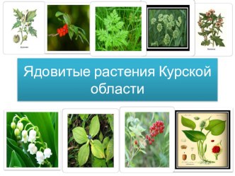 Ядовитые растения Курской области