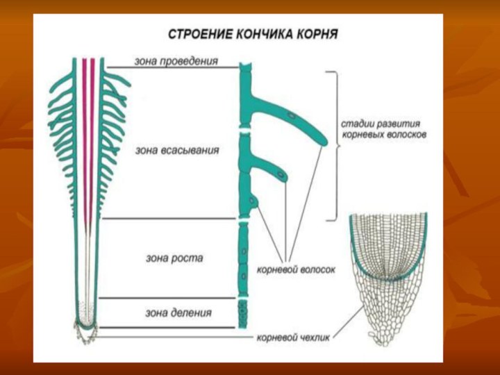 Оборудование для исследования строения корня проростка фасоли