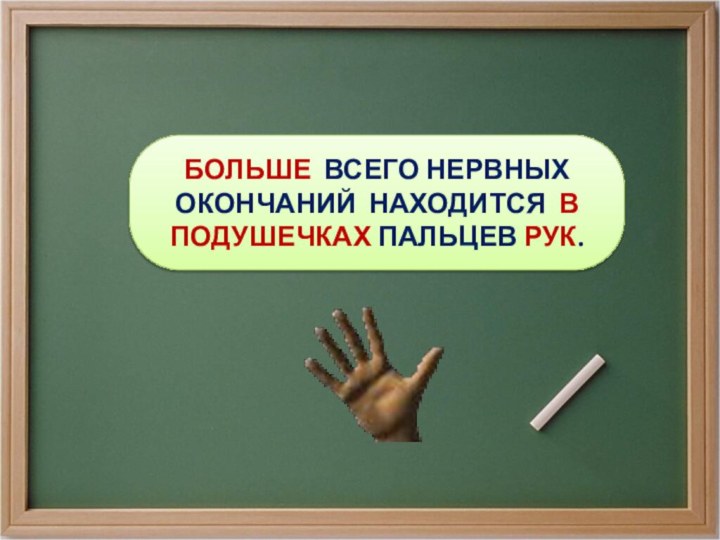 БОЛЬШЕ ВСЕГО НЕРВНЫХ ОКОНЧАНИЙ НАХОДИТСЯ В ПОДУШЕЧКАХ ПАЛЬЦЕВ РУК.