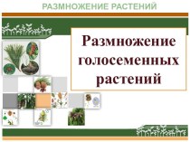 Презентация к уроку по теме Размножение голосеменных растений (биология 6 класс ФГОС)