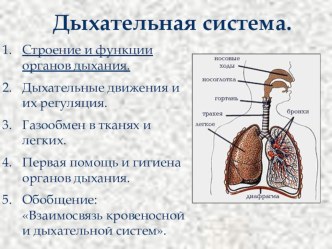 :  Дыхательная система