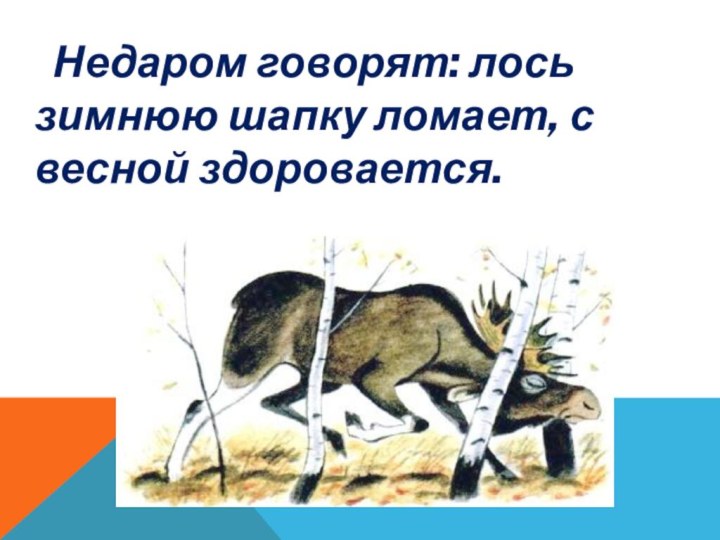 Недаром говорят: лось зимнюю шапку ломает, с весной здоровается.