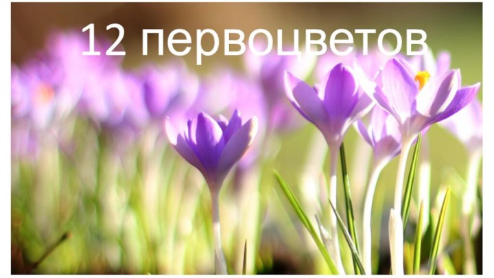 12 первоцветов