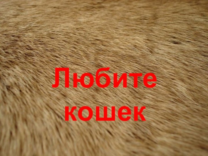 Любите кошек