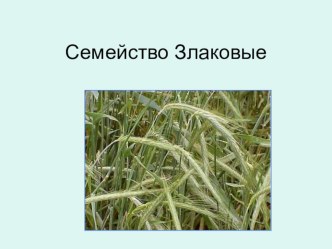 Презентация по биологии на тему Класс Однодольные .Семейство Злаки