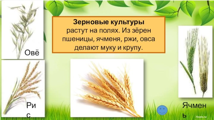Зерновые культуры растут на полях. Из зёрен пшеницы, ячменя, ржи, овса делают муку и крупу.