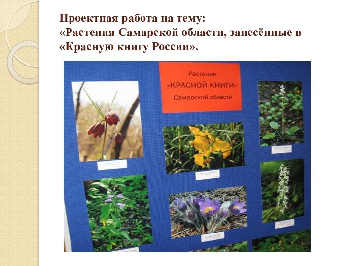 Проектная работа на тему: «Растения Самарской области, занесённые в «Красную книгу России».