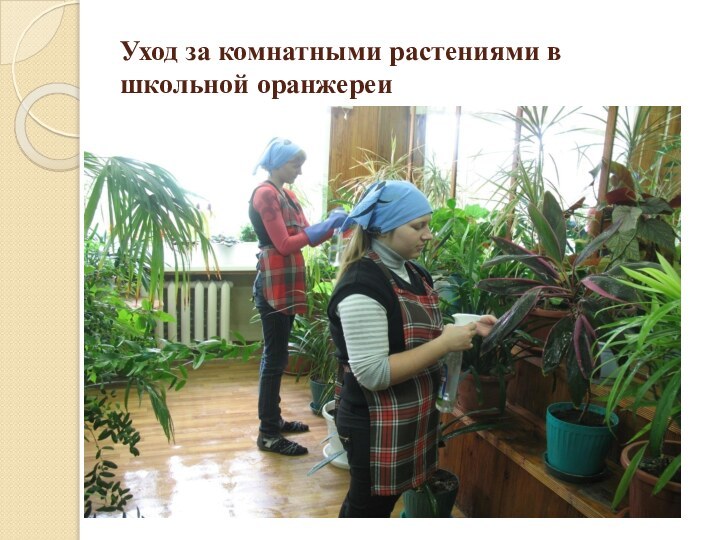 Уход за комнатными растениями в школьной оранжереи