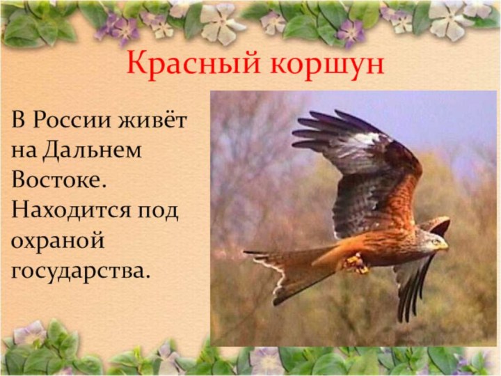 Красный коршун В России живёт на Дальнем Востоке. Находится под охраной государства.