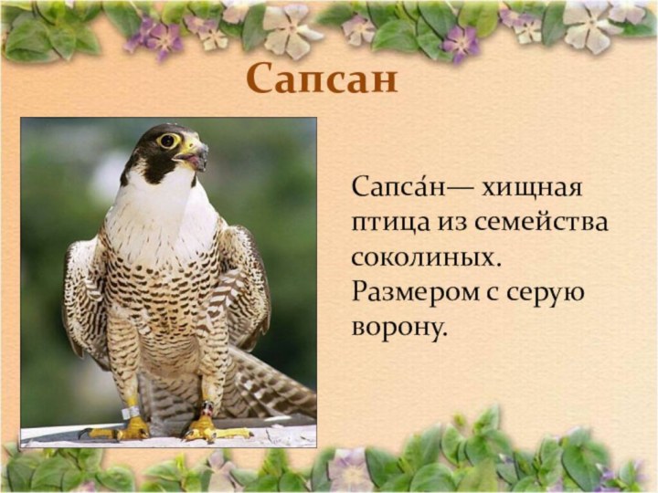 Сапсан Сапса́н— хищная птица из семейства соколиных. Размером с серую ворону.