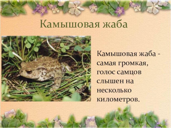 Камышовая жаба Камышовая жаба - самая громкая, голос самцов слышен на несколько километров.
