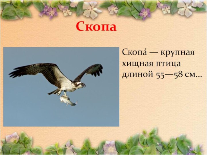 Скопа Скопа́ — крупная хищная птица длиной 55—58 см…