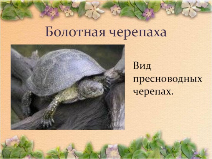 Болотная черепаха Вид пресноводных черепах.