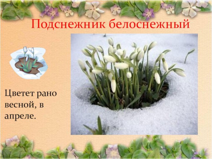Подснежник белоснежныйЦветет рано весной, в апреле.