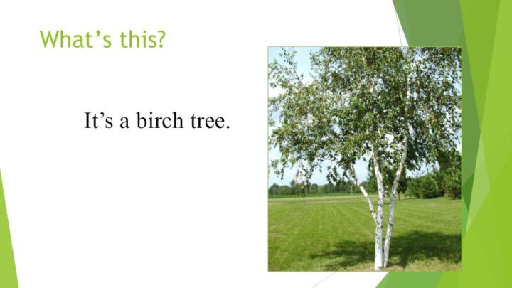 What’s this?It’s a birch tree.