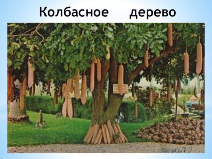 Колбасное   дерево