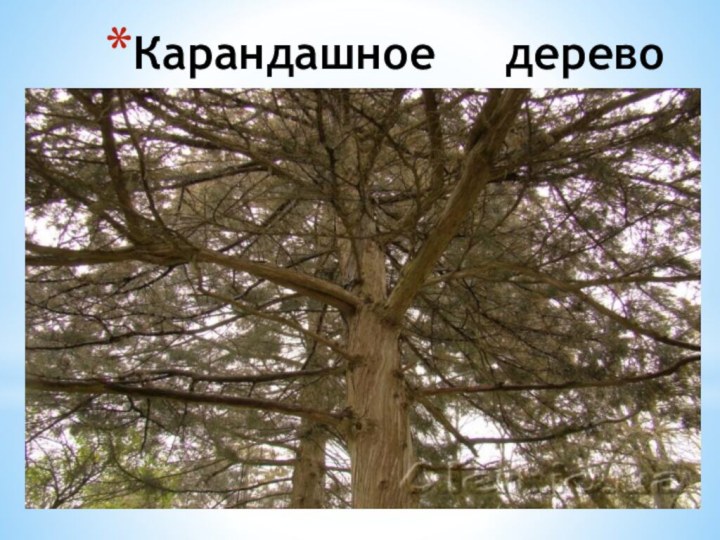 Карандашное  дерево