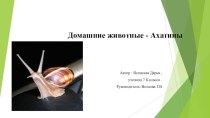 Презентация по биологии  Улитки - ахатины