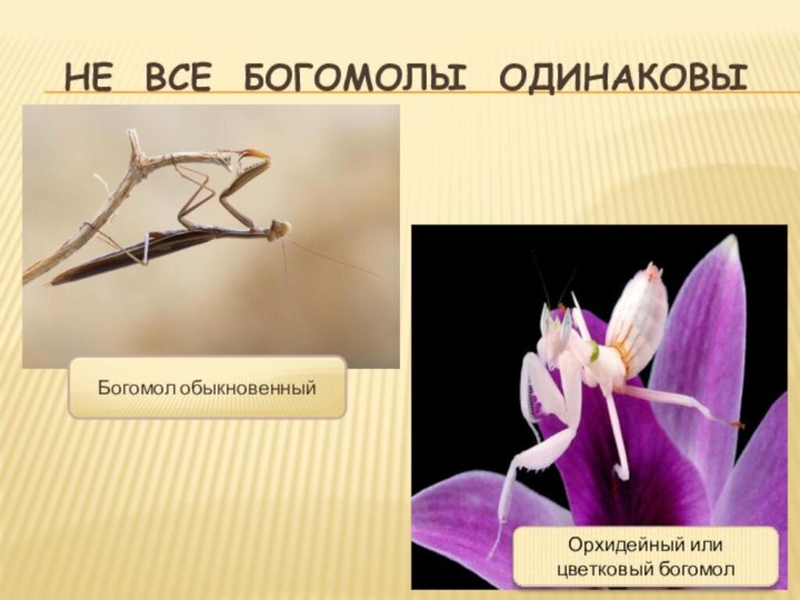 Не все богомолы одинаковыБогомол обыкновенныйОрхидейный или цветковый богомол