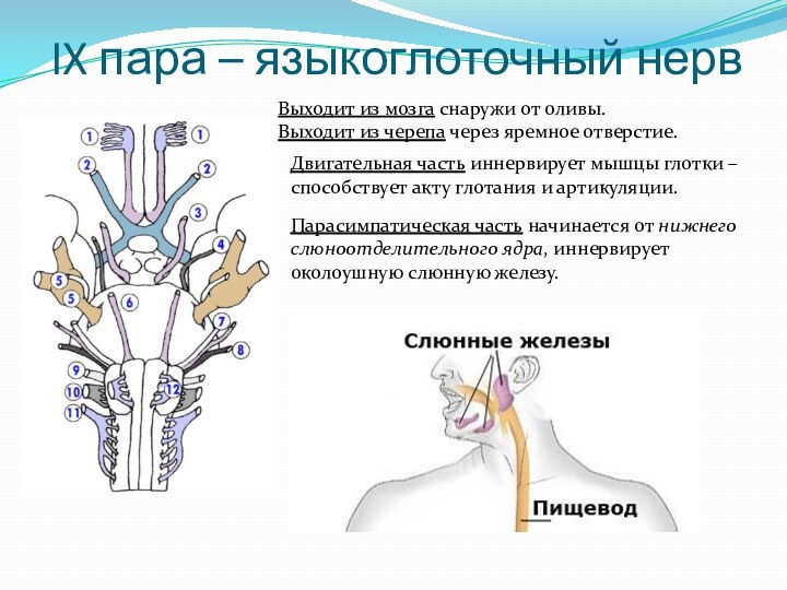 IX пара – языкоглоточный нервВыходит из мозга снаружи от оливы.Выходит из