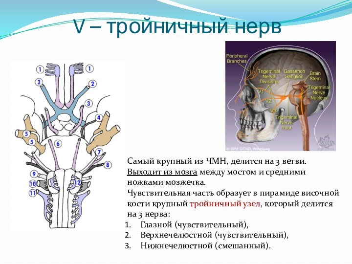 V – тройничный нерв Самый крупный из ЧМН, делится на 3 ветви.Выходит