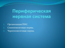 Периферическая нервная система