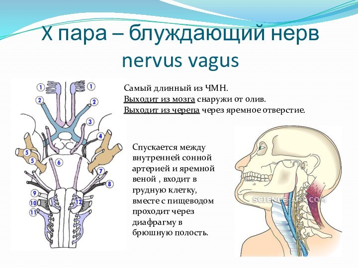 X пара – блуждающий нерв nervus vagusСамый длинный из ЧМН. Выходит
