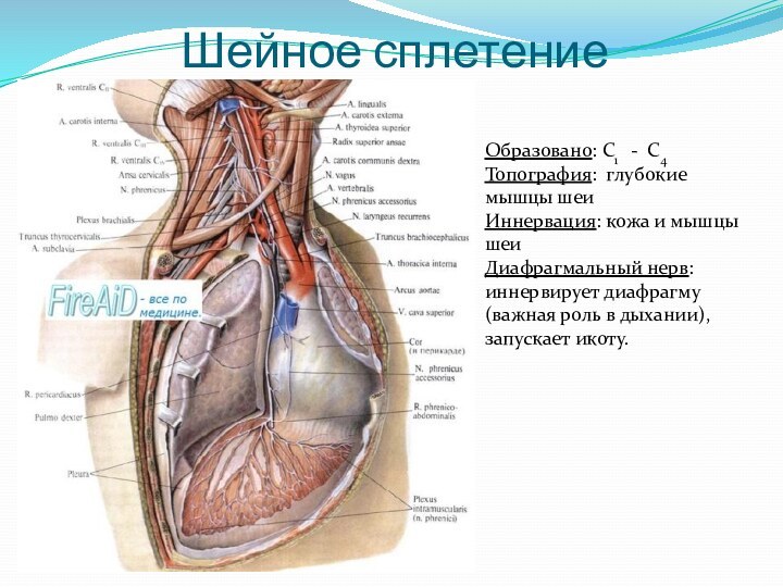 Шейное сплетениеОбразовано: С1  - С4Топография: глубокие мышцы шеиИннервация: кожа и мышцы