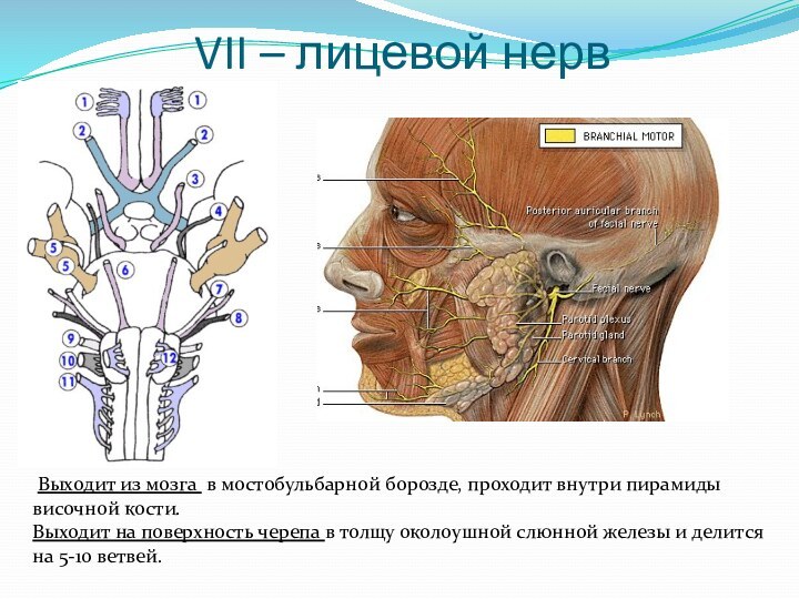 VII – лицевой нерв Выходит из мозга в мостобульбарной борозде, проходит