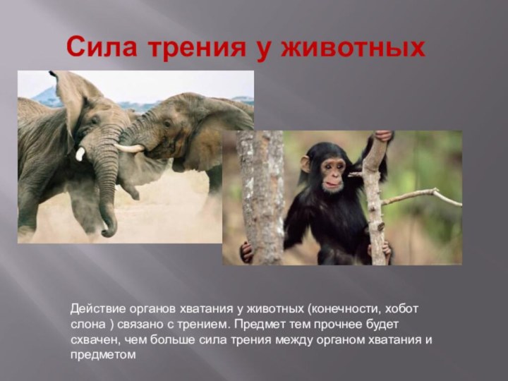 Сила трения у животныхДействие органов хватания у животных (конечности, хобот слона )