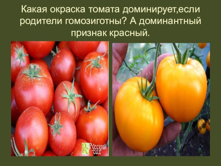 Какая окраска томата доминирует,если родители гомозиготны? А доминантный признак красный.