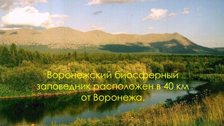 Воронежский биосферный заповедник расположен в 40 км от Воронежа.