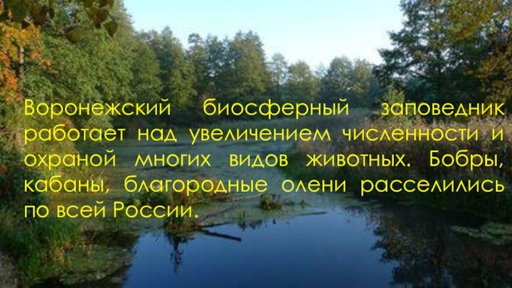Воронежский биосферный заповедник работает над увеличением численности и охраной многих видов