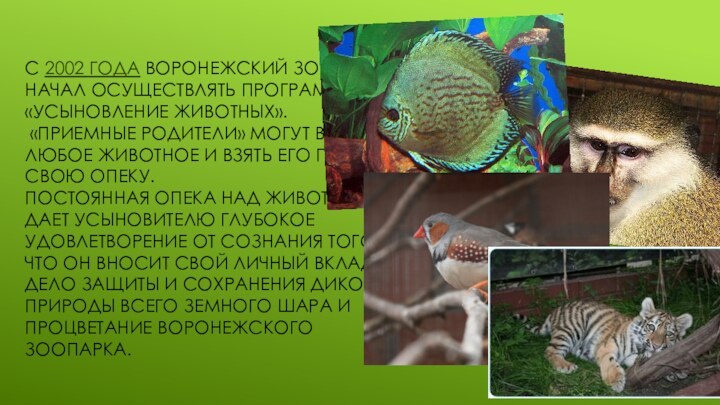 С 2002 года Воронежский зоопарк начал осуществлять программу «Усыновление животных».  «Приемные