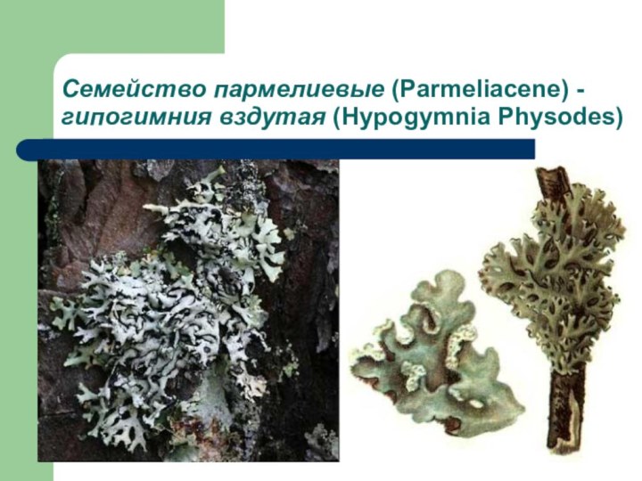 Семейство пармелиевые (Parmeliacene) - гипогимния вздутая (Hypogymnia Physodes)